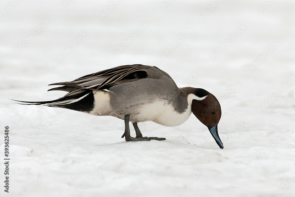 Fototapeta premium Pijlstaart, Northern Pintail, Anas acuta