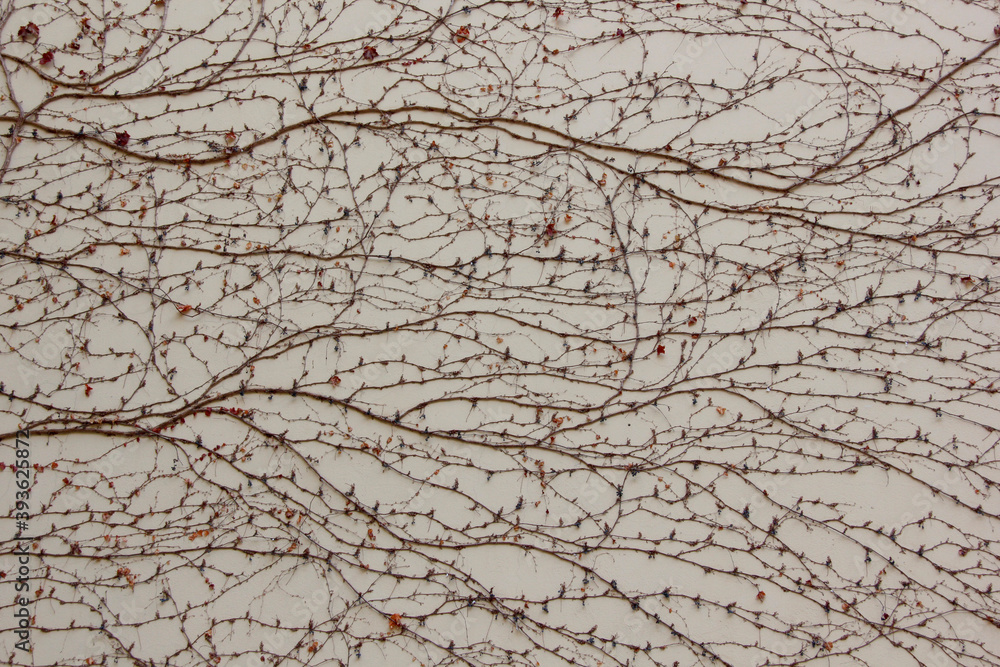 texture of branches