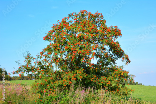 Ebereschenbaum