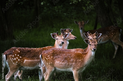 Fototapeta Naklejka Na Ścianę i Meble -  Stadko młodych jeleni stojących na leśnej polanie