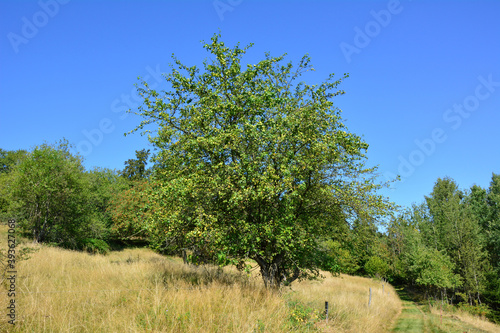 Holzapfelbaum, ein geschützter Wildapfel