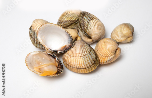 cockle, scallop, mussel