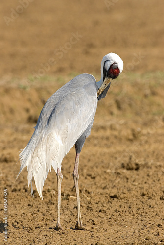 White-naped Crane, Witnekkraanvogel, Grus vipio photo