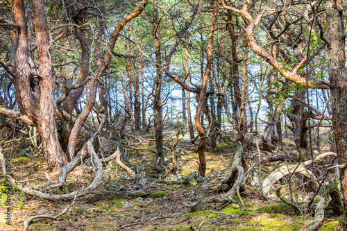 Trollskogen nature reserve on Oland, Sweden. Untouched pine forest in Sweden, bent trees caused by growing in the wind. Europe photo