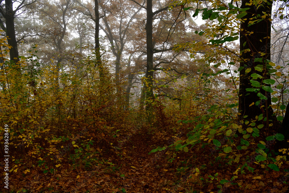 Obraz premium Walkway in the forest flooded with morning fog