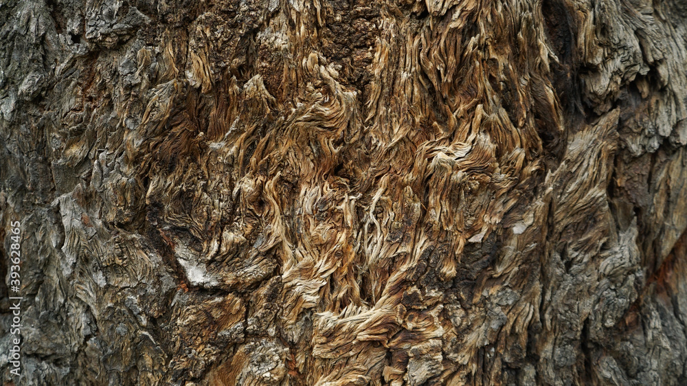 tree bark texture in gray and brown tones tree bark texture in gray and brown tones