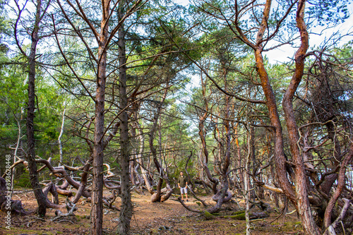 Trollskogen nature reserve on Oland, Sweden. Untouched pine forest in Sweden, bent trees caused by growing in the wind. Europe photo