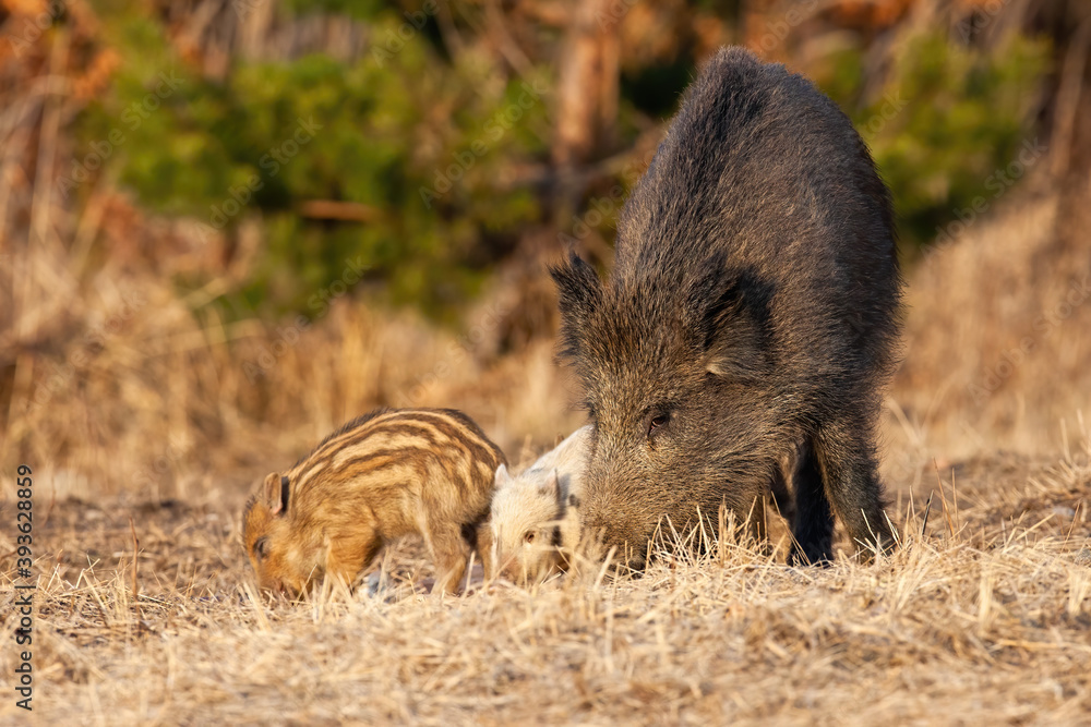 Wild boar, sus scrofa, family feeding on meadow in spring nature. Mother of two piglets eating on field in sunny springtime. Female mammals with offsprings sniffing on dry grassland. Wild boar, sus scrofa, family feeding on meadow in spring nature. Mother of two piglets eating on field in sunny springtime. Female mammals with offsprings sniffing on dry grassland.