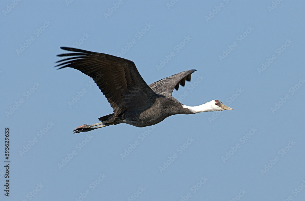Fototapeta premium Hooded Crane, Monnikskraanvogel, Grus monacha