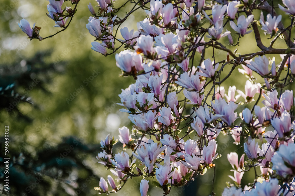 Kompozycja kwiatowa różowo białe kwiaty magnolii na rozmytym tle - obrazy, fototapety, plakaty 