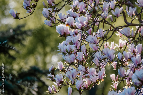 Kompozycja kwiatowa różowo białe kwiaty magnolii na rozmytym tle