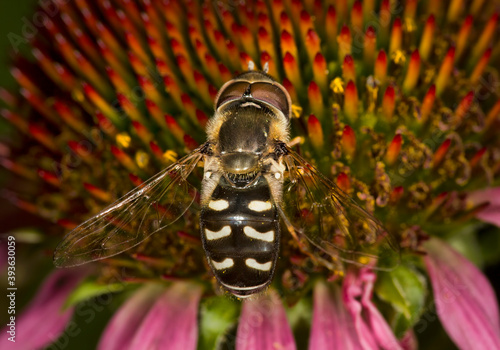 Close-up of Hoverfly on a Coneflower photo