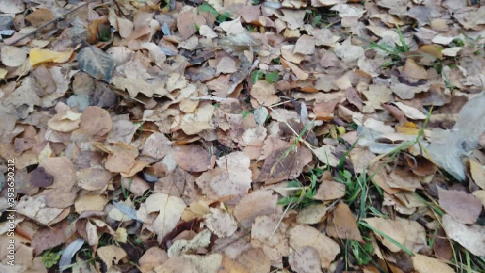 Fallen yellow leaves trees lie on ground. Autumn time. Top view walk through the autumn forest covered with yellow leaves. Fallen yellow leaves trees lie on ground. Autumn time. Top view walk through the autumn forest covered with yellow leaves.