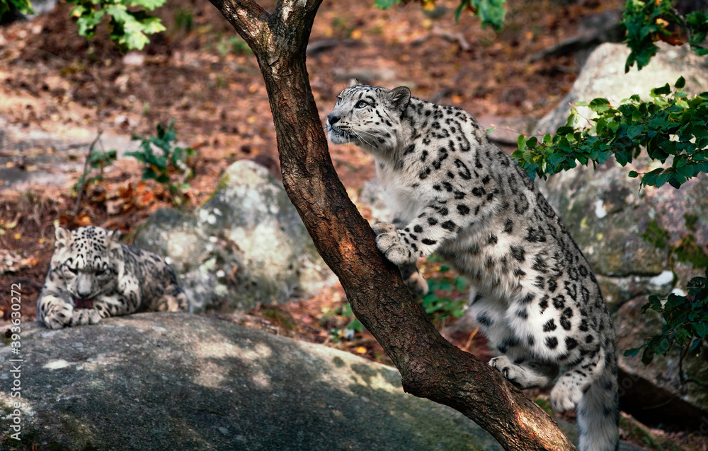 Snow Leopard Searching for Food Snow Leopard Searching for Food