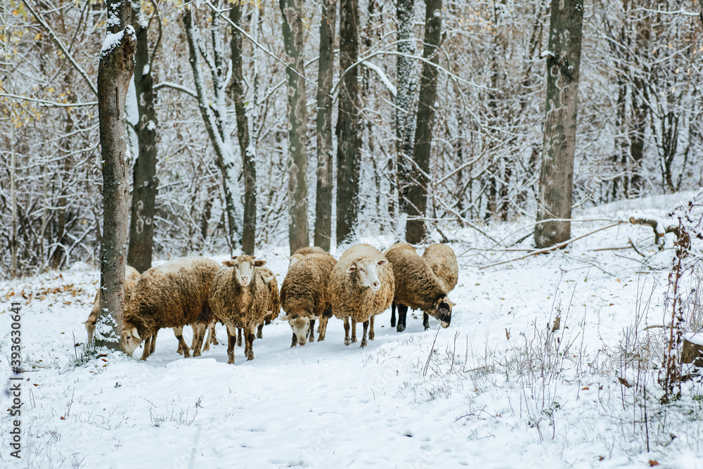a flock of sheep graze in a snowy forest a flock of sheep graze in a snowy forest