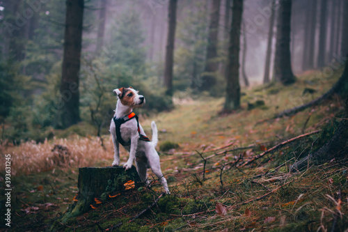 Cute Parson Russell Terrier in the Long Harness in the Mountains