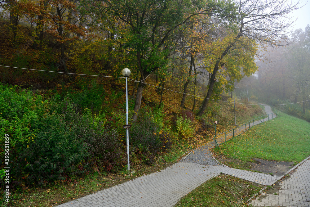 Obraz premium Colorful forest in the autumn fog in the forest path