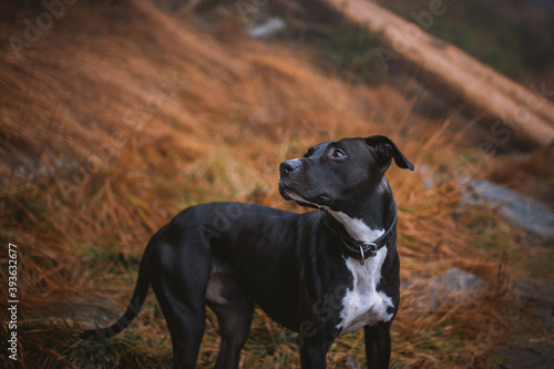 Black Pitbullterrier Natural Portrait