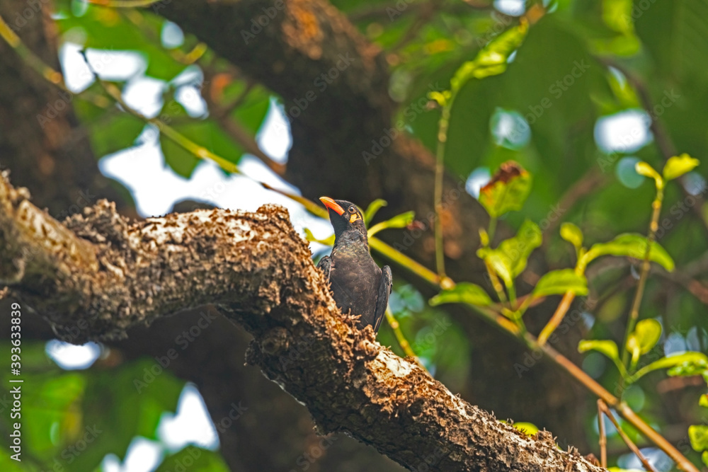 Common hill myna (Gracula religiosa) at Urban Park, Kolkata. Common hill myna (Gracula religiosa) at Urban Park, Kolkata.