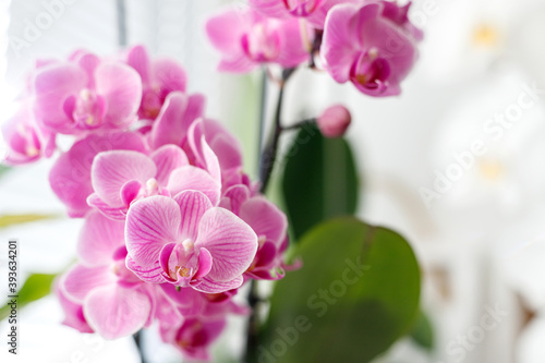 Blossom of pink orchids on the windowsill