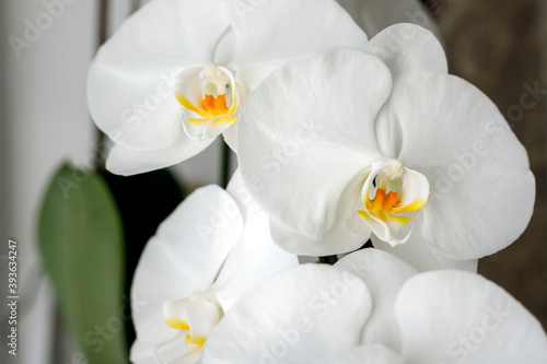 Large white orchid blooms on the windowsill