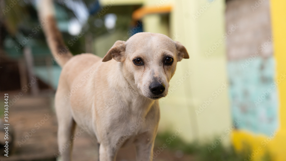 sick dog with mydriasis symptoms or pupils to dilate that cause blindness for pet healthcare concept sick dog with mydriasis symptoms or pupils to dilate that cause blindness for pet healthcare concept