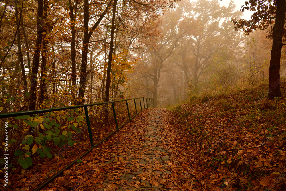 Fallen leaves on a forest path in the morning mist in the forest