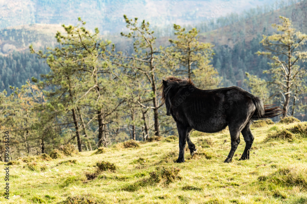 Fototapeta premium Fauna Adarra