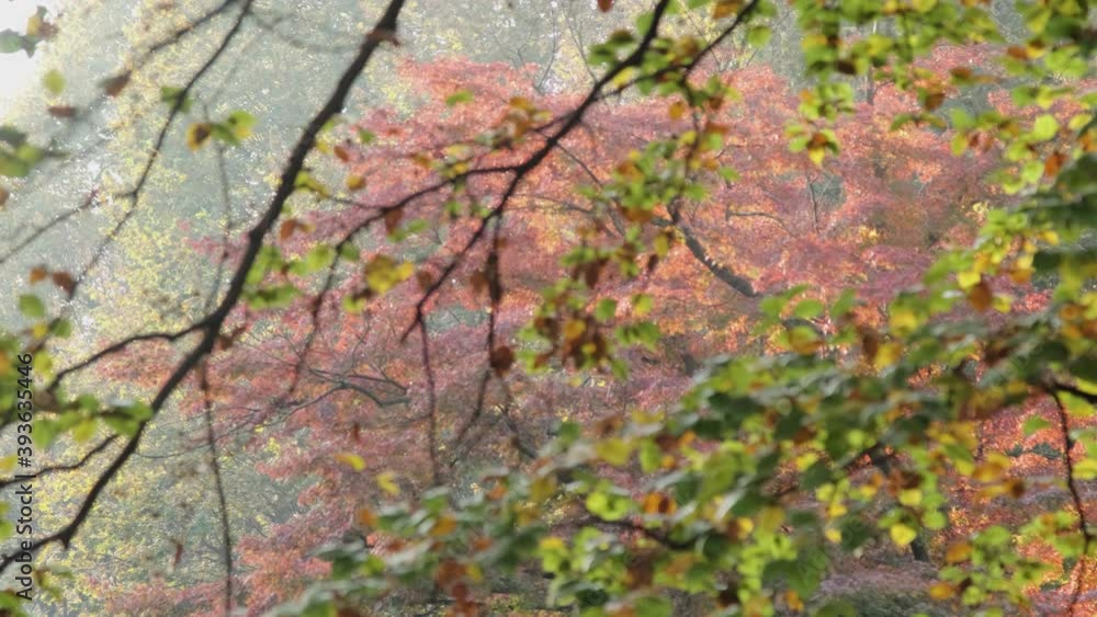Beautiful landscape nd details with trees and leaves during the autumn foliage Beautiful landscape nd details with trees and leaves during the autumn foliage