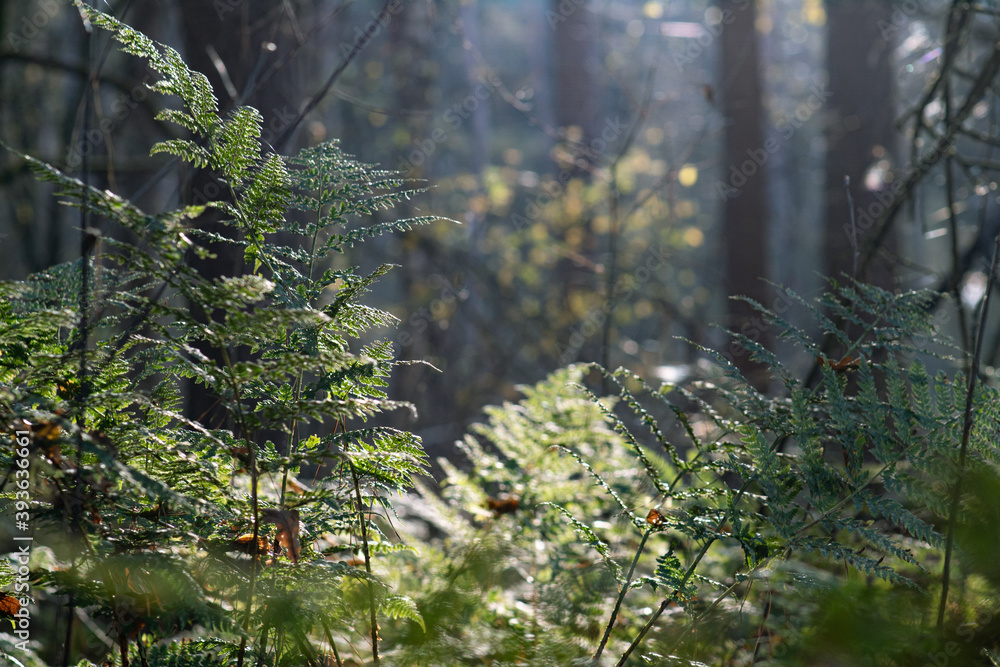 blurred, light natural scene in the magical forest - delicate fern leaves among trees with subtle back light. Environment, nature and peace conceptual background.