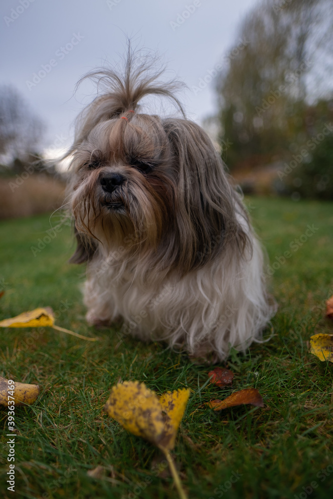 Full body portrait of Shih Tzu dog walking in green park grass, garden, nature surrounded by orange, yellow leaves and trees during autumn, fall season.