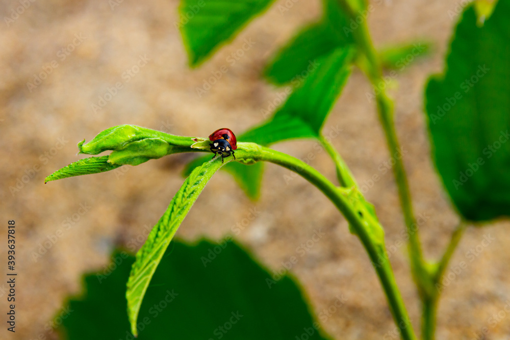 a bright red ladybug crawling on a green leaf against the background of the sand of the beach a bright red ladybug crawling on a green leaf against the background of the sand of the beach
