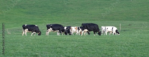 Kleine Kuhherde auf der Weide