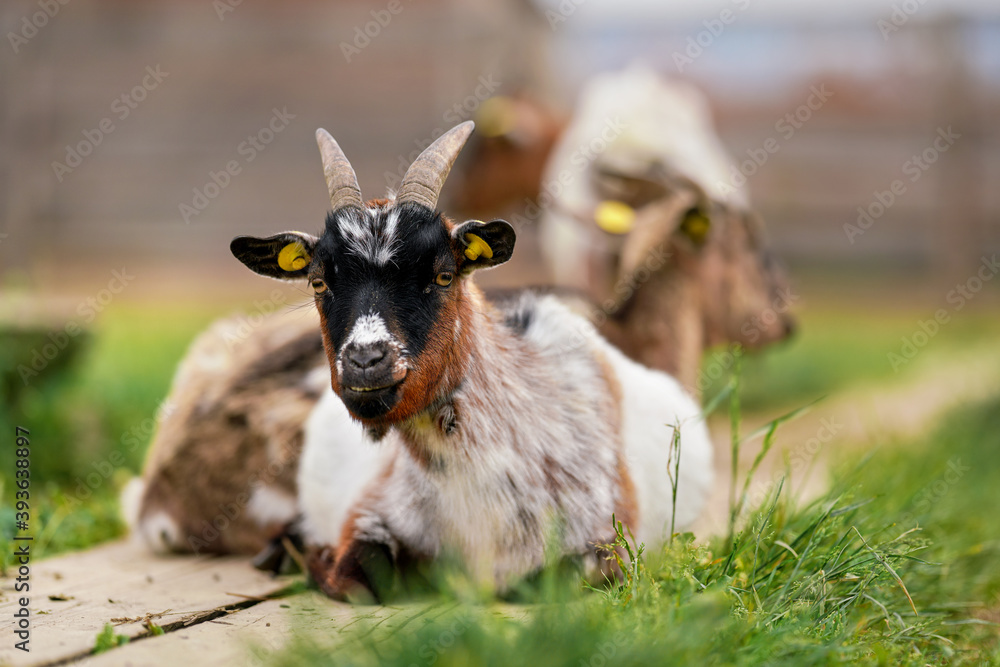 American Pygmy (Cameroon goat) resting on the ground, green grass near, another blurred animal background, closeup detail American Pygmy (Cameroon goat) resting on the ground, green grass near, another blurred animal background, closeup detail
