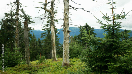 Dead forests virgin trees air pollution are caused acid rains  sulfur oxides  nitrogen ozone. Influence emissions  spruce Picea abies Jeseniky Protected Landscape  climax wood  So2 emission mountain