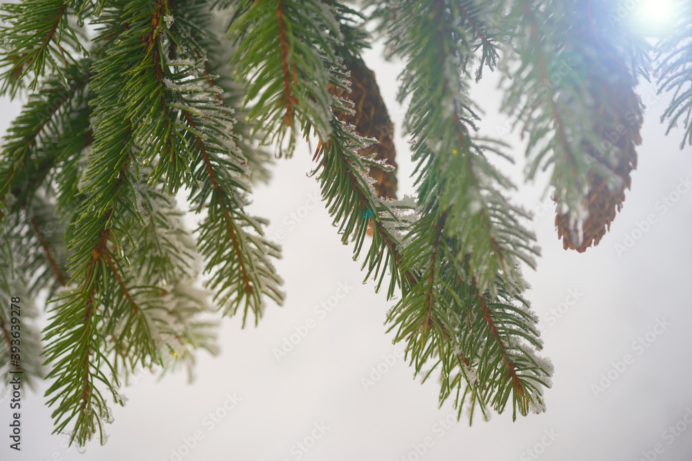 Obraz premium Fir branch on snow. Winter mood. Soon the New Year