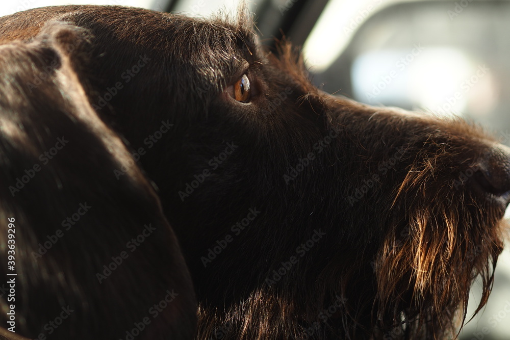 The muzzle of a thoroughbred dog is close-up. High