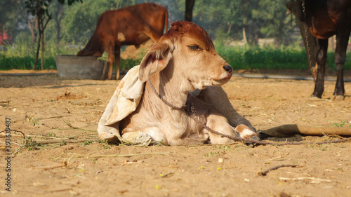 Young red and white cow calf sitting on the floor, Portrrait of cute cow baby looking at camera