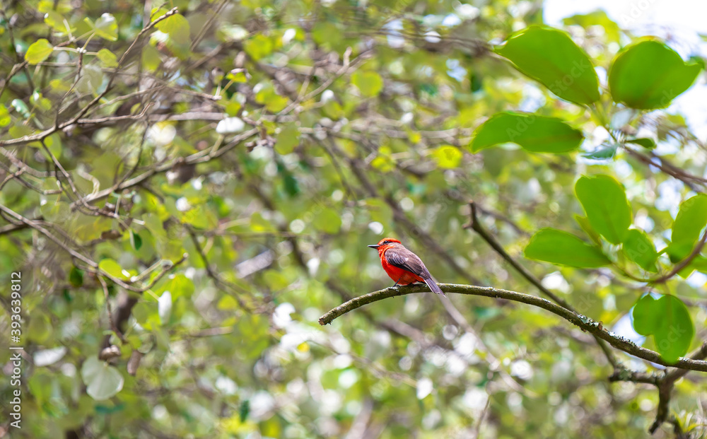 A vermilion flycatcher (Pyrocephalus obscurus) on a branch, Quito, Ecuador. A vermilion flycatcher (Pyrocephalus obscurus) on a branch, Quito, Ecuador.