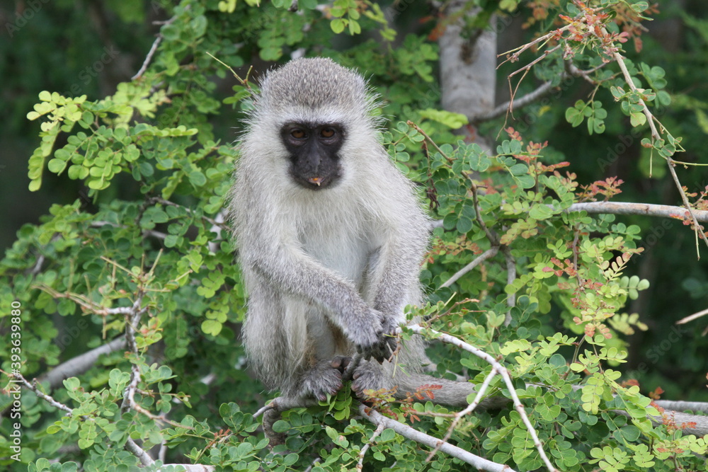 Obraz premium Vervet Monkey sat in a tree. Kruger National Park, South Africa.