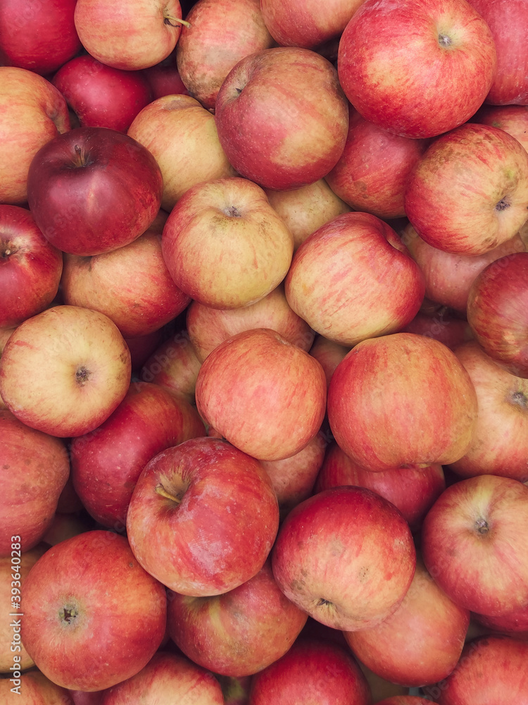 Closeup shot of fresh red and yellow apples, Food farm industry. Harvesting apple fruit in green orchard. Pile of freshly harvested organic apples. Healthy eating concept Closeup shot of fresh red and yellow apples, Food farm industry. Harvesting apple fruit in green orchard. Pile of freshly harvested organic apples. Healthy eating concept