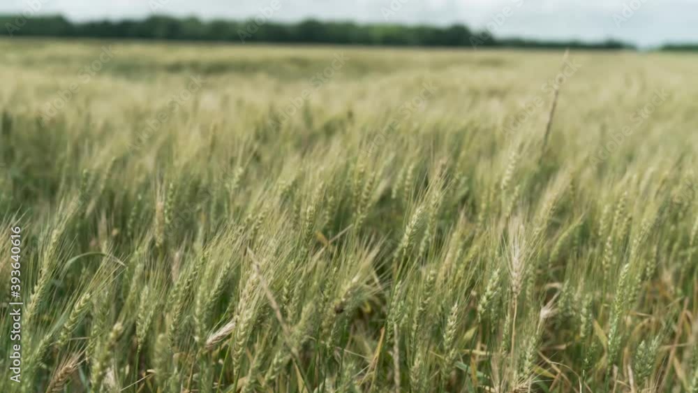close up of wheat field close up of wheat field