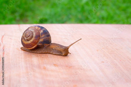 brown snail crawling on a wooden surface against a background of green grass, natural resources of nature