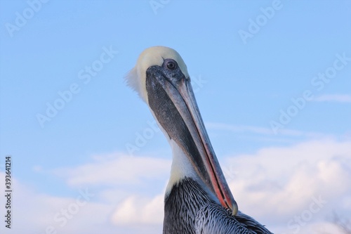 Pelican close up