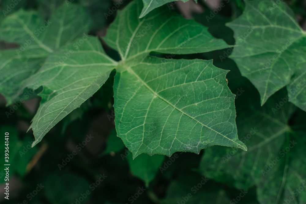 Naturaleza Naturaleza