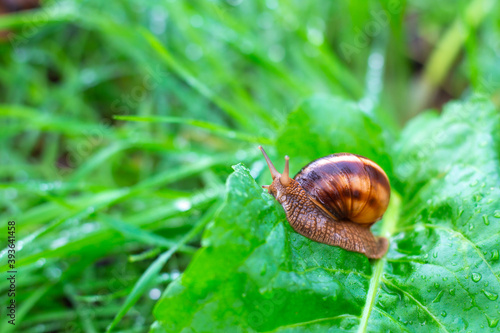 brown snail crawling on wet green leaf after rain, animals in nature
