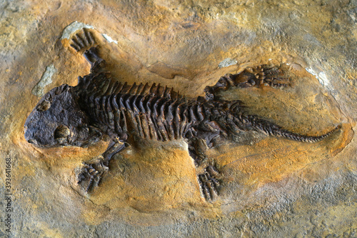 Skeleton fossil of prehistoric reptile in museum
