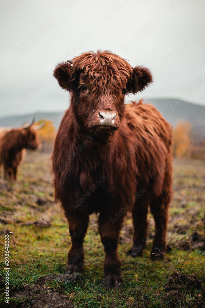 Close up portrait of furry Scottish Highland Cattle calf in cold weather - autumn time. Beautiful Highland Cattle standing on green pasture and looking to camera. Cute Scottish highland cattle. Close up portrait of furry Scottish Highland Cattle calf in cold weather - autumn time. Beautiful Highland Cattle standing on green pasture and looking to camera. Cute Scottish highland cattle.