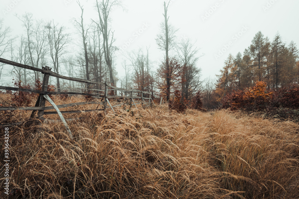 Fototapeta premium Beautiful autumn forest scene with the wooden fence and frozen grass on meadow. Misty and foggy forest in early morning with colorful leafs - autumn time. Moody meadow with fog over the forest.