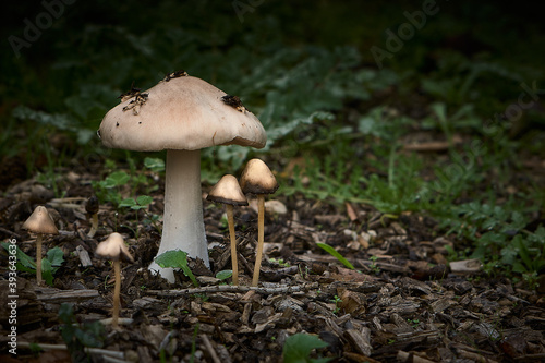 SMALL WILD MUSHROOMS IN THE FOREST